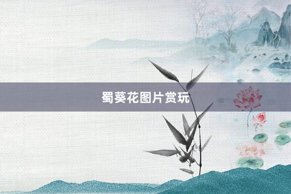 蜀葵花图片赏玩