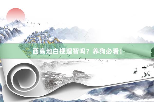 西高地白梗理智吗？养狗必看！